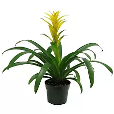Гусмания желтая - Guzmania Hilda D12 H75