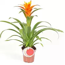 Гусмания ораньжевая - Guzmania Jive D12 H75