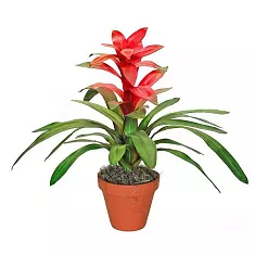Гусмания красная - Guzmania Libby D9 H40
