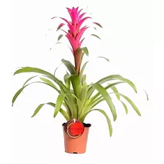 Гусмания - Guzmania Lidsey D15 H75