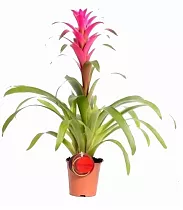 Гусмания - Guzmania Lidsey D15 H75