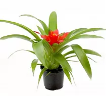 Гусмания красная - Guzmania Tempo D9 H30