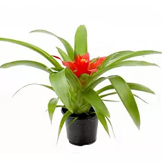 Гусмания красная - Guzmania Tempo D9 H30