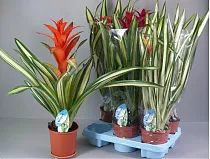 Гусмания пестролистная - Guzmania D12 H50