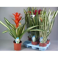 Гусмания пестролистная - Guzmania D12 H50
