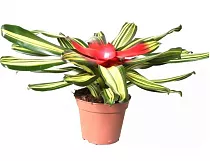 Неорегелия - Neoregelia Devroe D15 H40