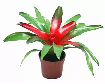 Неорегелия - Neoregelia  Nuance D15 H35