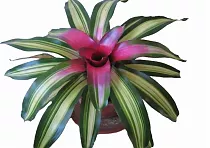 Неорегелия - Neoregelia Meyendorffii D10 H20