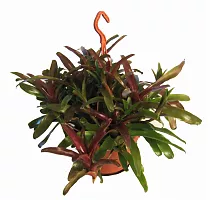 Нидуляриум - Nidularium Fire Ball D21 H55