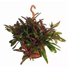 Нидуляриум - Nidularium Fire Ball D21 H55
