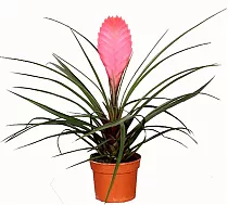 Тилландсия Анита пурпуная - Tillandsia Anita D9 H30