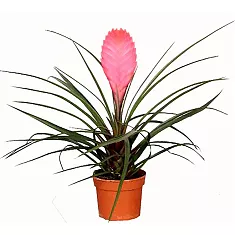 Тилландсия Анита пурпуная - Tillandsia Anita D9 H30