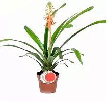 Эхмея красная - Aechmea servitensis  D12 H50