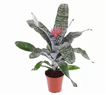 Эхмея Гриффе розовая - Aechmea Griffe D12 H50