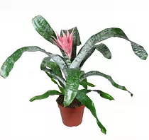 Эхмея Примера розовая - Aechmea Primera D15 H70