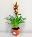 Фризея Arden красная - Vriesea Arden D12 H50