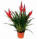 Фризея Astrid красная- Vriesea Astrid D12 H45
