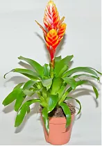 Фризея Carly красная - Vriesea Carly D9 H35