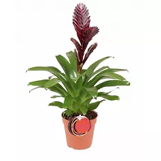 Фризея Cathy коричневая - Vriesea Cathy D12 H50