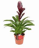 Фризея Cathy коричневая - Vriesea Cathy D12 H50