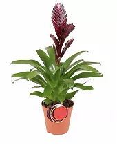 Фризея Cathy коричневая - Vriesea Cathy D12 H50