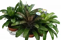 Фризея - Vriesea D12 H40