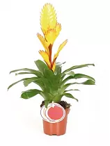 Фризея Electric желтая - Vriesea D12 H45