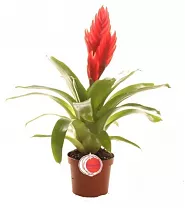 Фризея El Salm красная - Vriesea El Salmon D9 H35