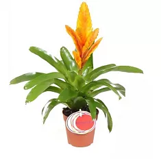 Фризея Energy желтая - Vriesea Energy D12 H45