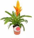 Фризея Energy желтая - Vriesea Energy D12 H45