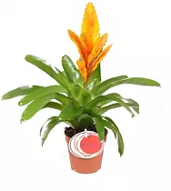 Фризея Energy желтая - Vriesea Energy D12 H45