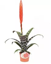 Фризея Era красная - Vriesea Era D9 H50