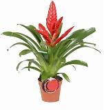 Фризея Erika красная - Vriesea Erika D12 H45
