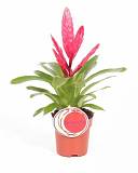 Фризея Intenso Pink розовая - Vriesea D12 H35