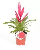 Фризея Intenso Pink розовая - Vriesea D12 H35