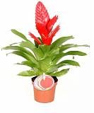 Фризея Kallist красная - Vriesea Kallisto D9 H35