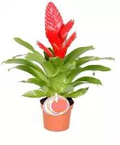 Фризея Kallist красная - Vriesea Kallisto D9 H35