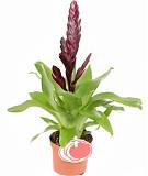 Фризея Nora коричневая - Vriesea Nora D9 H35