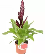 Фризея Nora коричневая - Vriesea Nora D9 H35