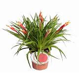 Фризея Shannon красная - Vriesea Shannon D12 H40