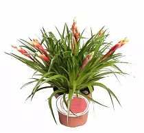 Фризея Shannon красная - Vriesea Shannon D12 H40