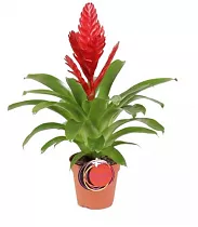 Фризея Stream красная - Vriesea Stream D12 H50