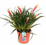 Фризея Valetta красняа - Vriesea Valetta D12 H35