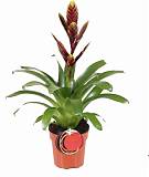 Фризея Vogue коричневая - Vriesea Vogue D12 H45