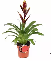 Фризея Vogue коричневая - Vriesea Vogue D12 H45