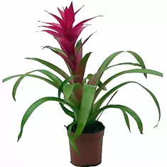 Гусмания пурпурная - Guzmania Alerta D15 H60