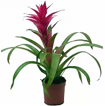 Гусмания пурпурная - Guzmania Alerta D15 H60