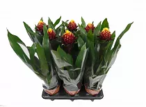 ГусманияAlto красная - Guzmania Alto D12 H50