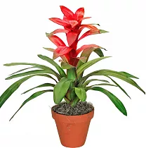 Гусмания пестрая - Guzmania D12 H55