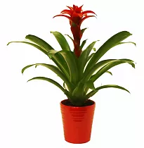 Гусмания красная - Guzmania D15 H75